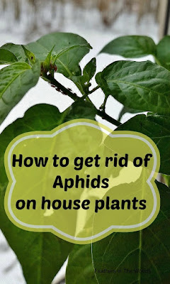 Getting rid of aphids on houseplants