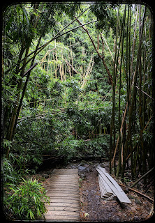 Bamboo Forest on the Pipiwai Trail