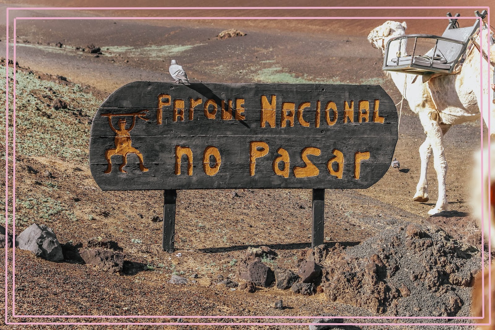 Lanzarote Camel Tour Lanzarote Camel Ride Tour Guide