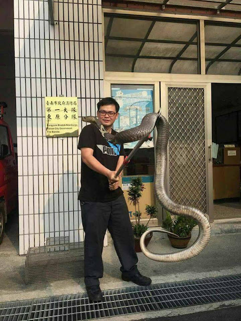 金剛眼鏡蛇 血清 謠言 泰安 新北