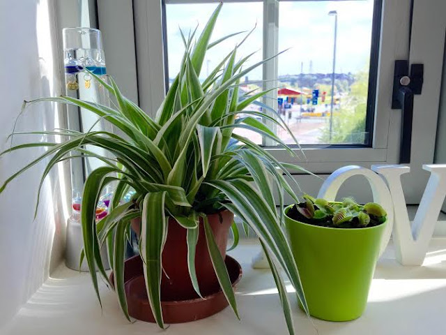 My new love of houseplants my new love of houseplants