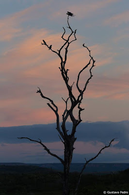 Arara-azul-de-lear: resistência no sertão de Conselheiro Blog lugares de memória - Matéria sobre a Arara-azul-de-lear- foto Gustavo Pedro