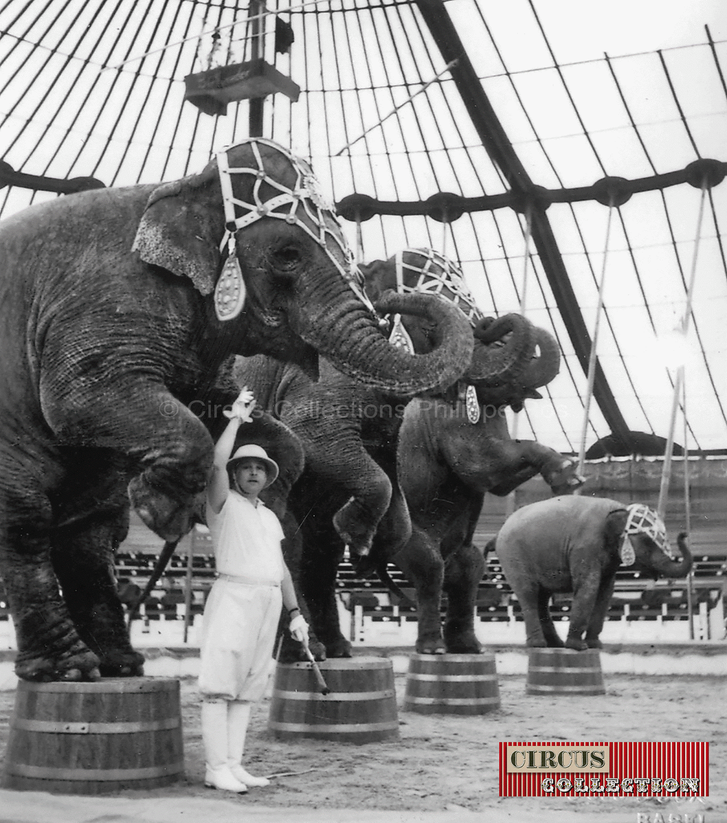 sous les ordres de Charles Knie 4 éléphants du Cirque Knie debout sur des tabourets 