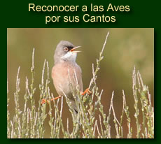 http://iberian-nature.blogspot.com.es/p/ruta-tematica-reconocer-las-aves-por.html