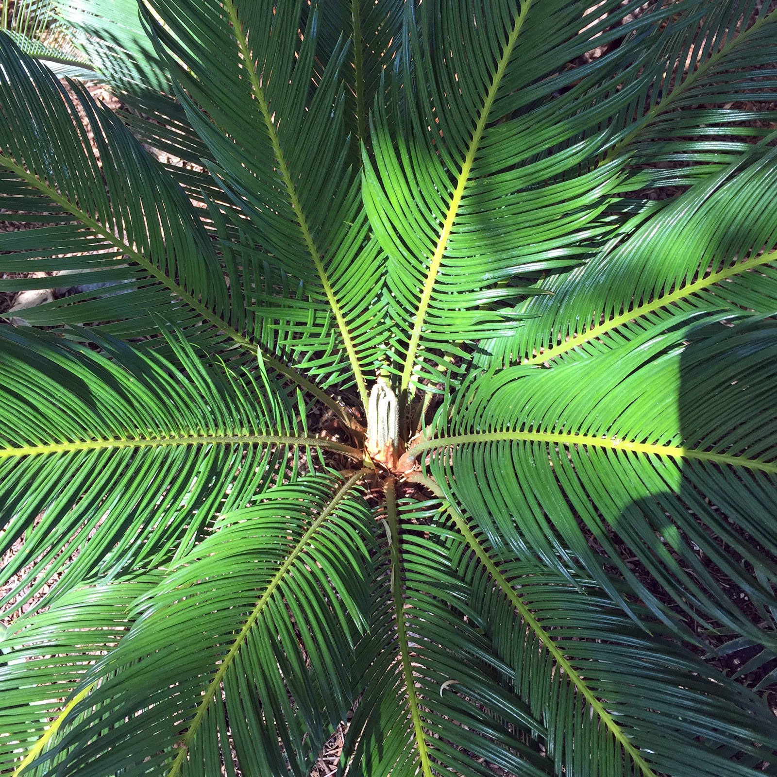 Brad's Tropical Paradise The strange way that sago palms grow