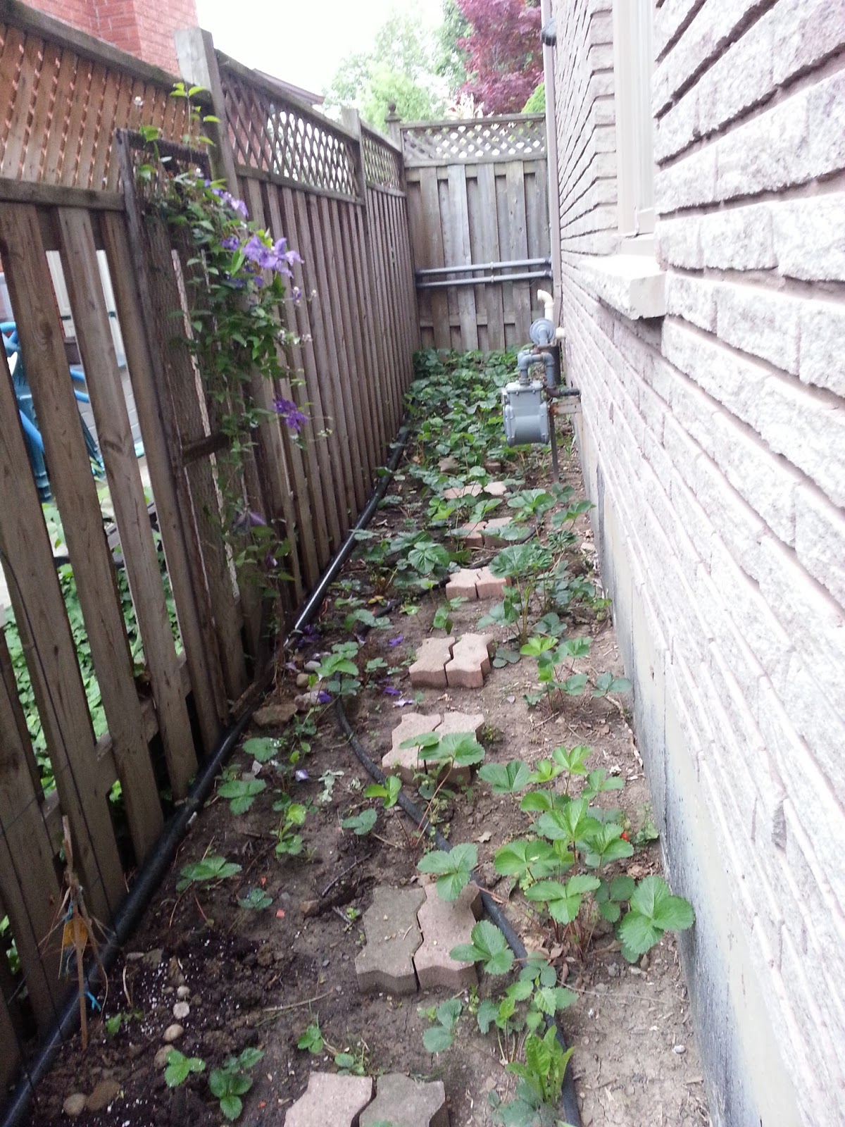 Narrow Side Yard Ideas