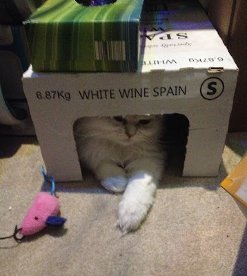 chinchilla persian