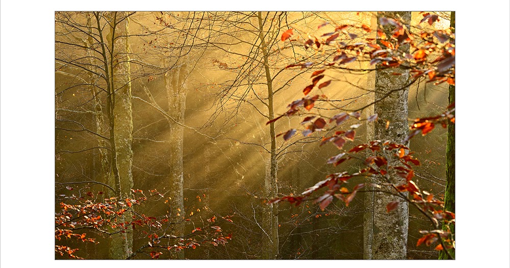 WILLY DI GIULIAN IMAGES Luci nel bosco