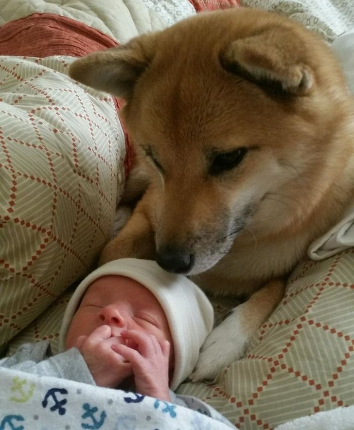 25 Heartwarming Pictures Of Dogs That Teach Us What Unconditional Love Truly Means