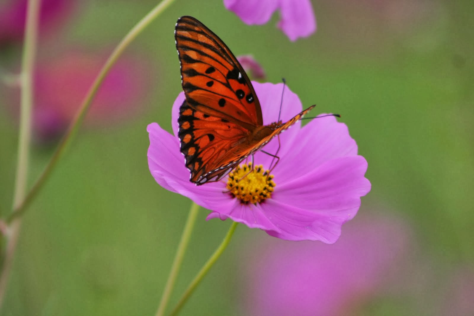Butterfly on Flower.