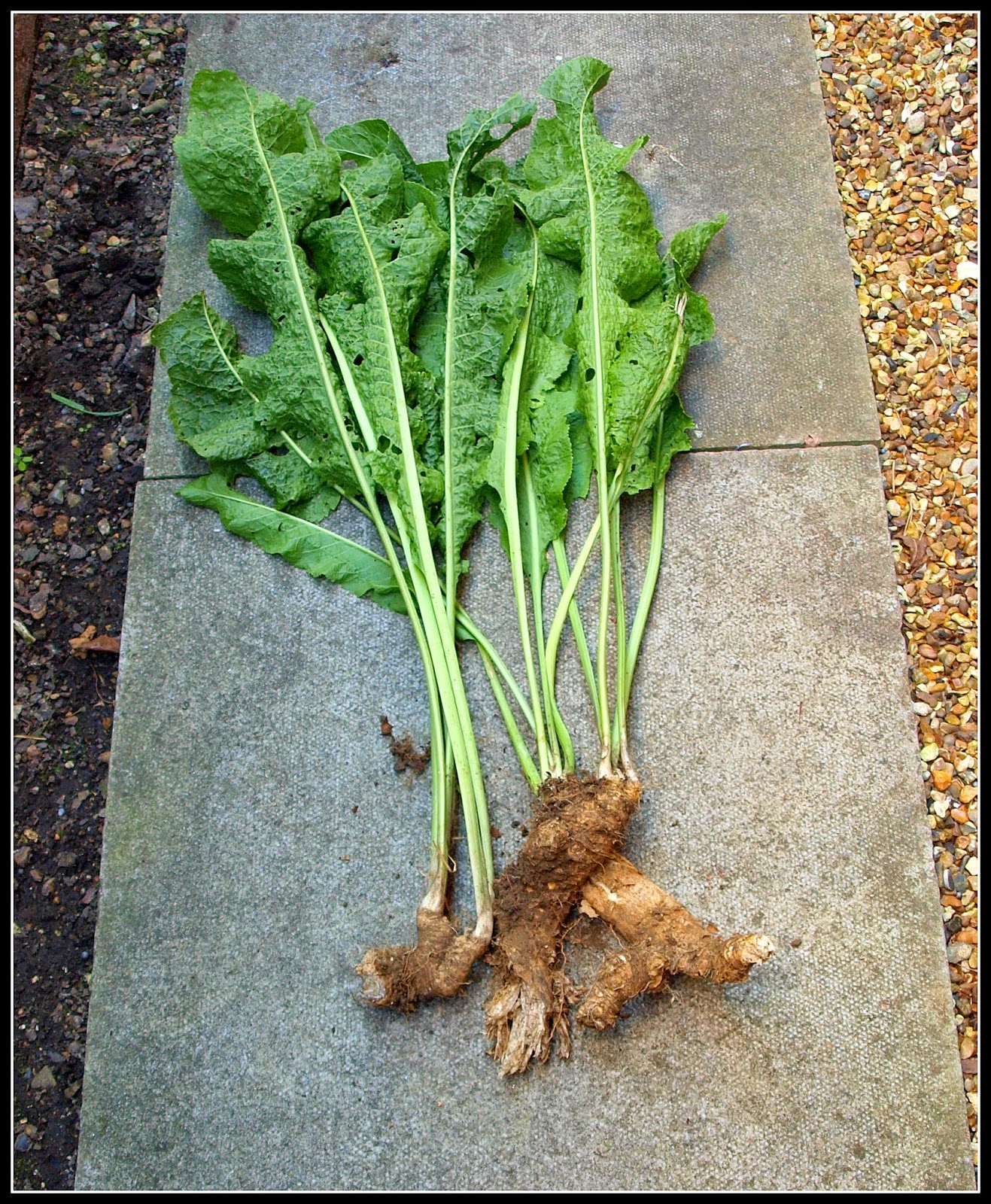 Mark's Veg Plot August 2014