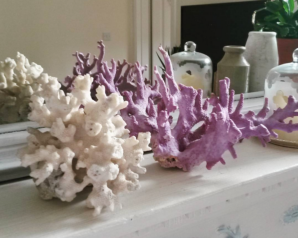 Coral Love Current Vibes