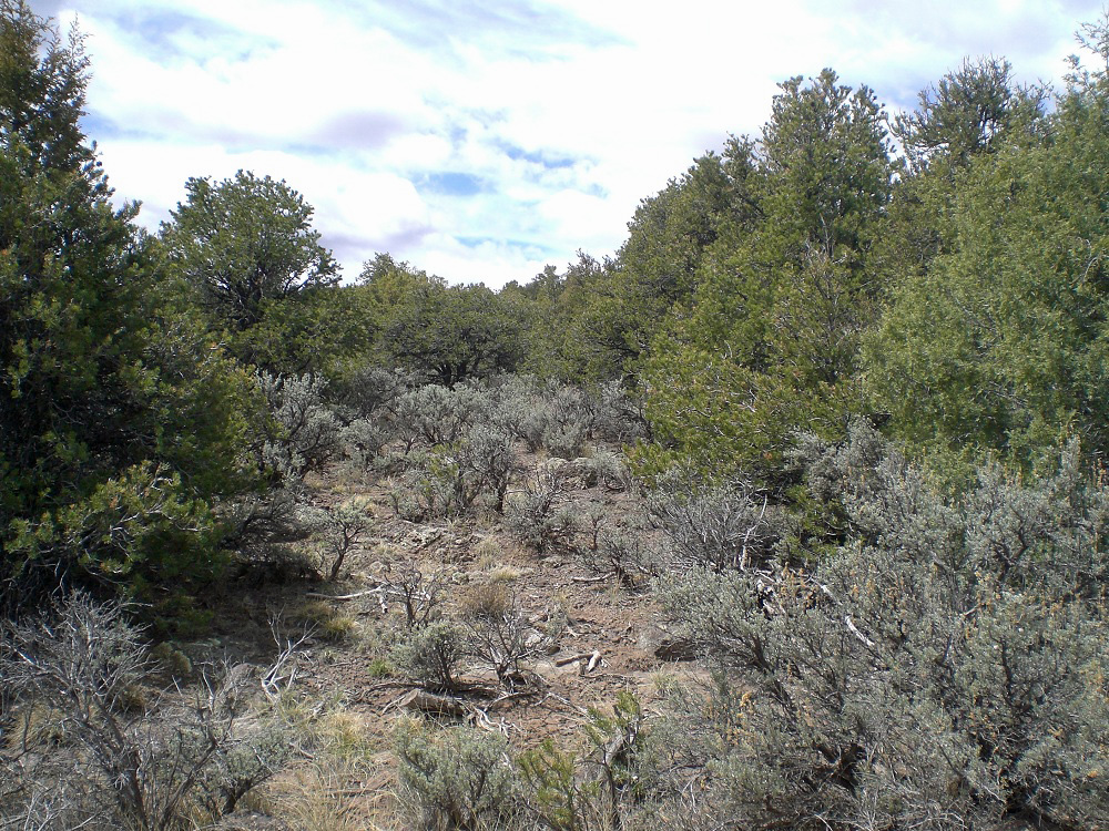 Colorado Vacation Land Property 5