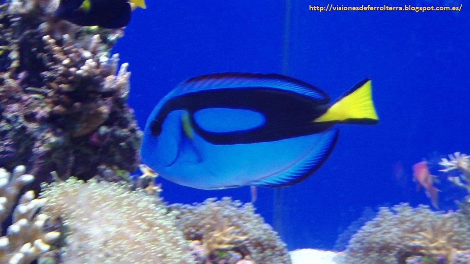 Visiones de Ferrolterra: Visita al Aquarium Finisterrae