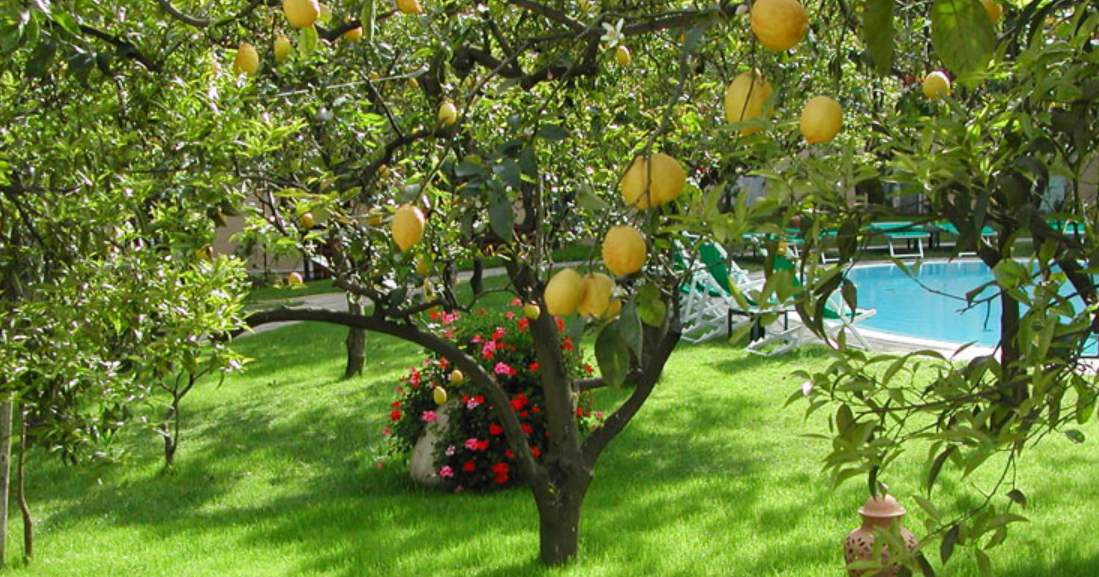 Farmers Know Best Heat and Drought Tolerant Fruit Trees