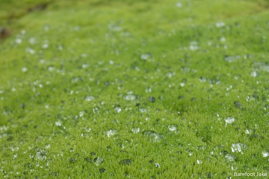 water beads moisture on moss
