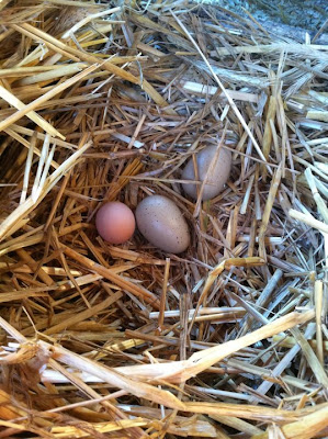 backyard chickens