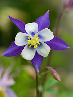 columbine