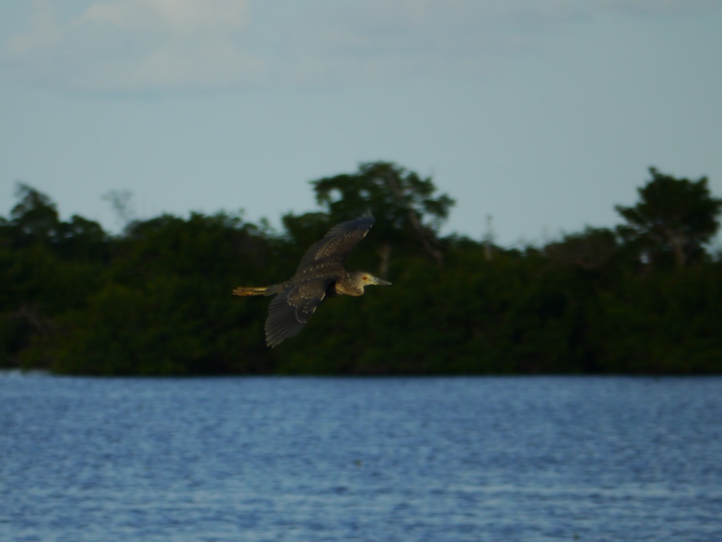  ile de Sanibel Floride Heron