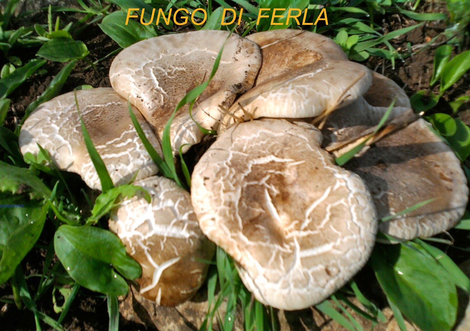 Prezzo di analoghi di prezzo di risposte di smalto per unghie di mikozan