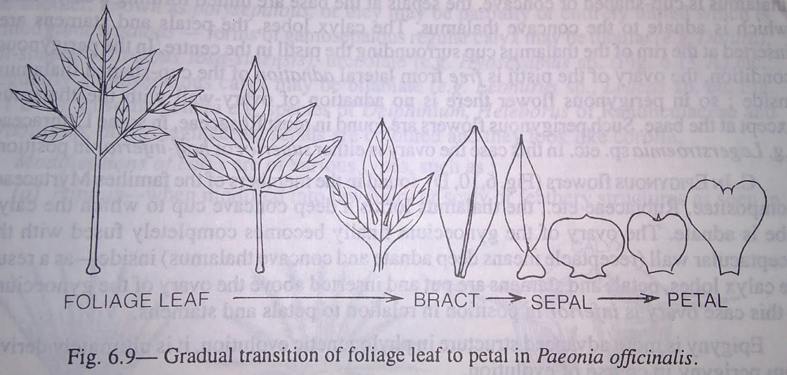 Flower is a Modified shootdigieduco