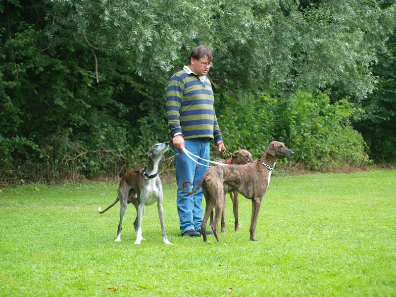 Windhund ReprГ¤sentative Arten Windhund ReprГ¤sentative Arten