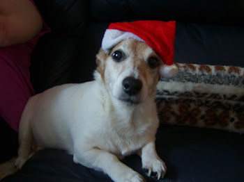 Yogi in his Christmas Hat