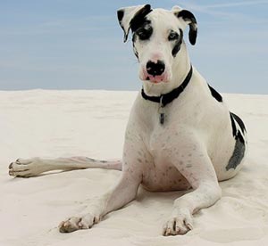 great dane anxiety problems causes symptoms and treatments