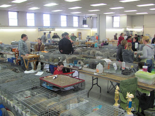 Rabbit Food: Rabbit Show - Salt Lake City, Utah Feb. 2011