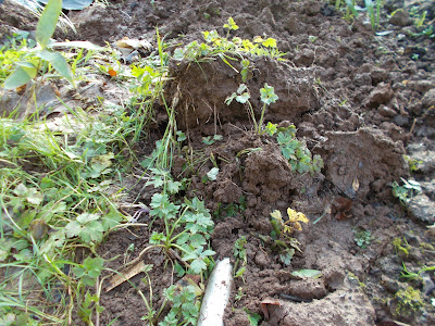 Shake off the soil  to reveal the weeds roots 80 Minute Allotment Green Fingered Blog