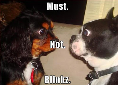 funny dogs in not blinking competition