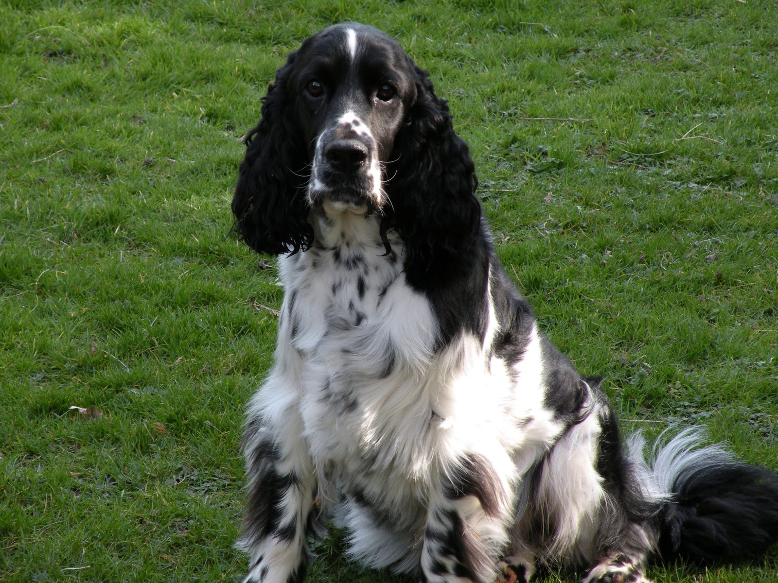 Pooch &amp; Mutt: Dog photos and health tips: Teddy: English Springer