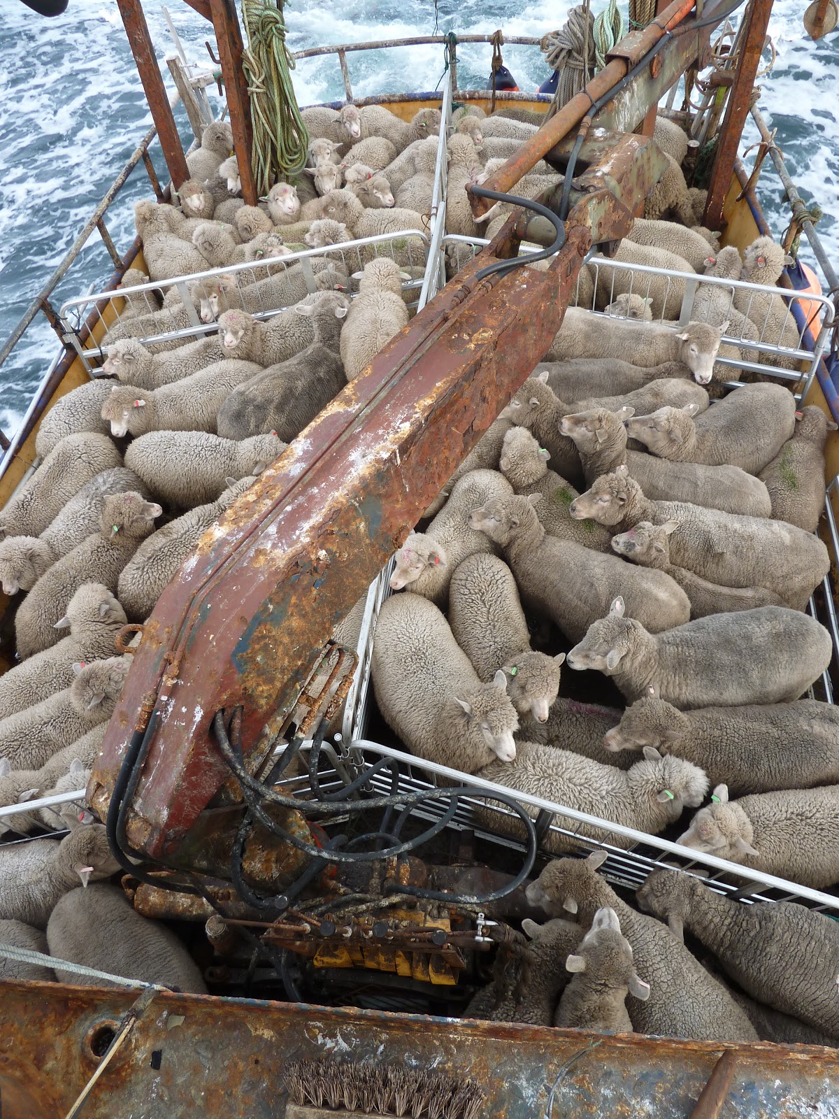 Island farming in the Falkland Islands: April 2011