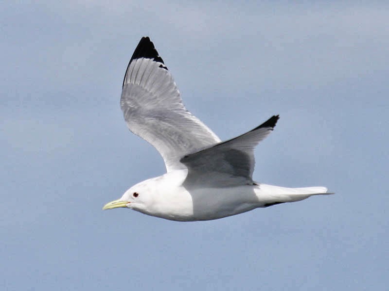 Beautiful Wallpapers Kittiwakes Wallpapers