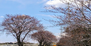 花見川沿いの桜　まだ3分咲き