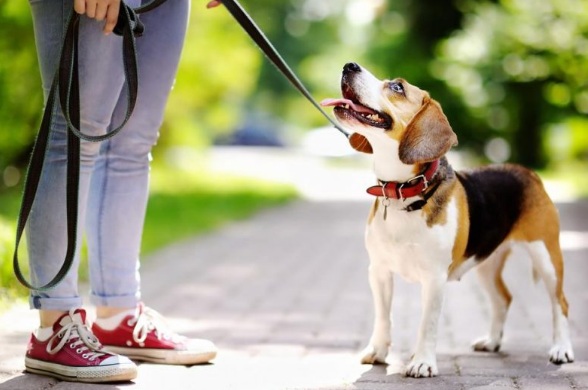 Best Flea Collar For Dogs Best Flea Collar For Dogs