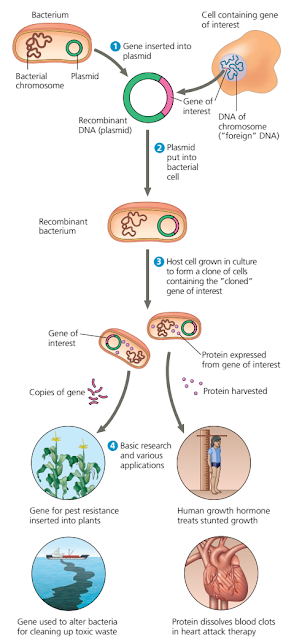 Kloning DNA / Gen pada Bakteri dengan Memanfaatkan Enzim Restriksi dan