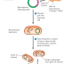 Kloning DNA / Gen pada Bakteri dengan Memanfaatkan Enzim Restriksi dan DNA Ligase
