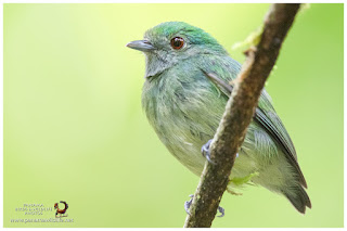 Blue-crowned Manakin (Lepidothrix coronata) - female