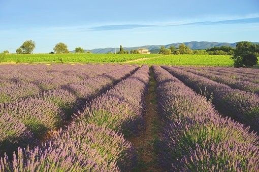 Le paysage provençal avec ses champs de lavande