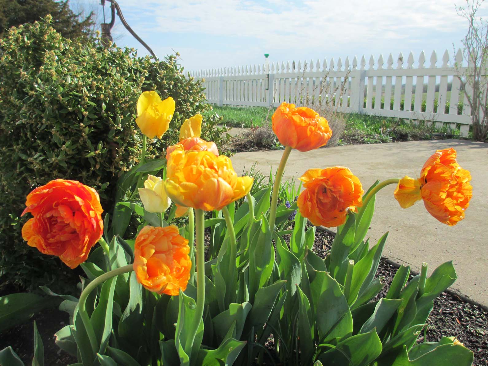 Garden Fancy Spring is here, and it's Tulip Time!