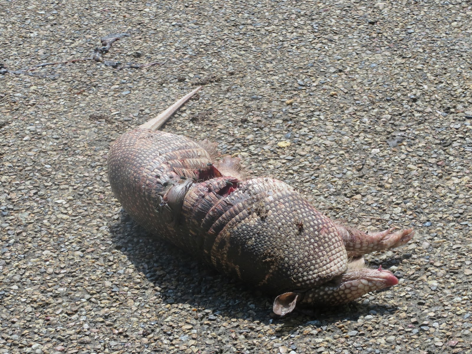 PrunePicker Dead Armadillo Season.
