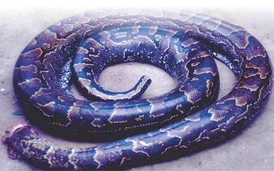 Mysterious 18-ft-long Python Sent To Kill Lagos Couple Killed Mysterious 18-ft-long Python Sent To Kill Lagos Couple Killed