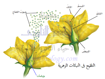 في النباتات الزهرية تنتقل حبوب اللقاح اثناء عملية التلقيح من