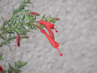 wildflower wednesday