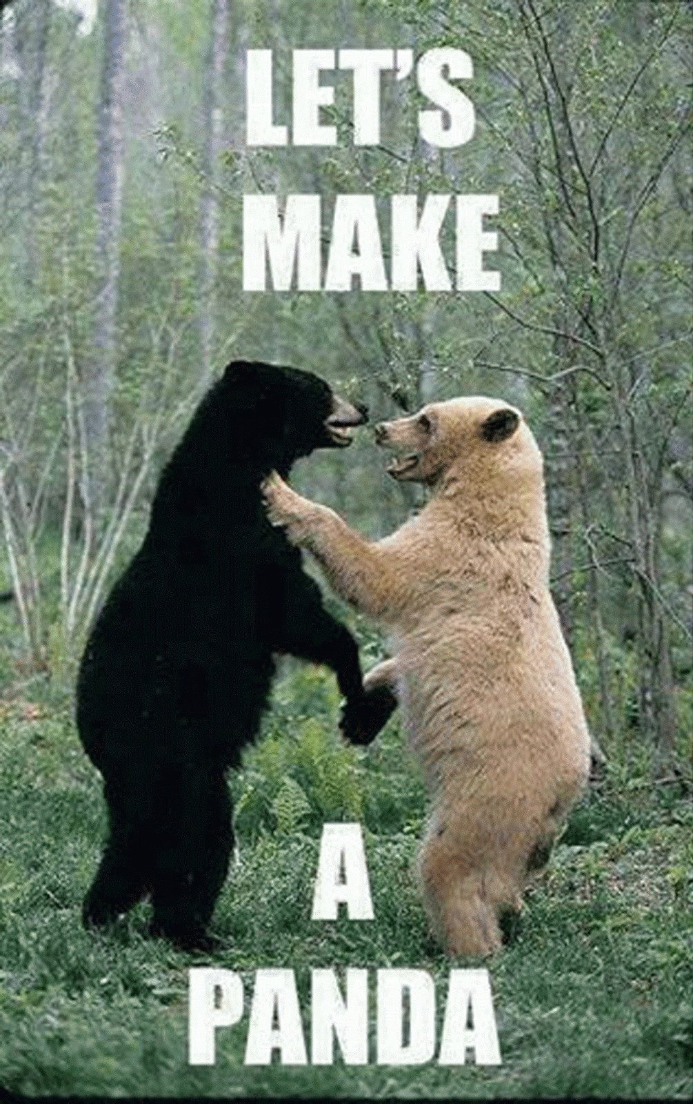 http://4.bp.blogspot.com/-93b2AGVLZ5w/UtdlXkQdJlI/AAAAAAAAE5E/8-M_PMaa9cc/s1600/Panda.gif
