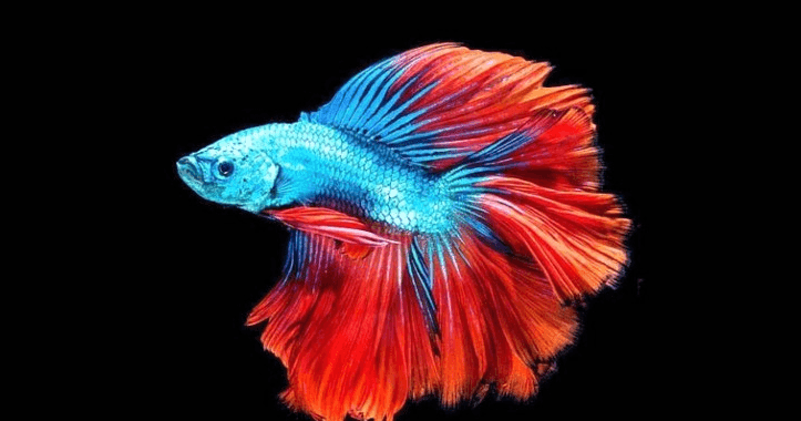 Download 41 Gambar Ikan Hias Yg Cantik Hd Terbaru Gambar Ikan