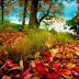 Beautiful Natural Full HD wallpapers free Love
