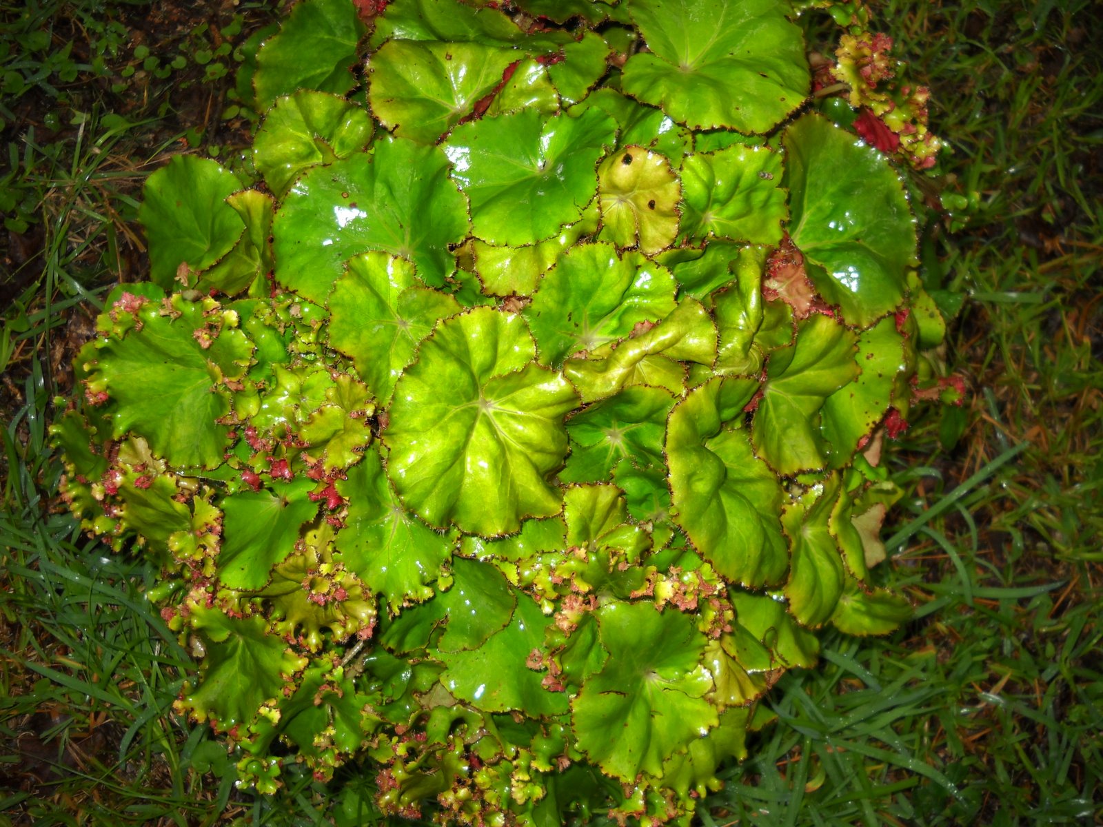 Gold Hill Plant Farm Lettuce Leaf Begonia
