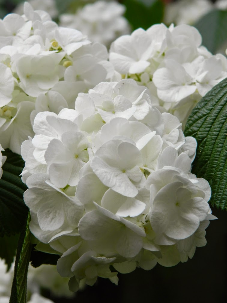 Garden Muses Not Another Toronto Gardening Blog In Love With My